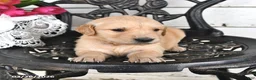 Golden Retriever dogs for sale: Marcy - Ad 1