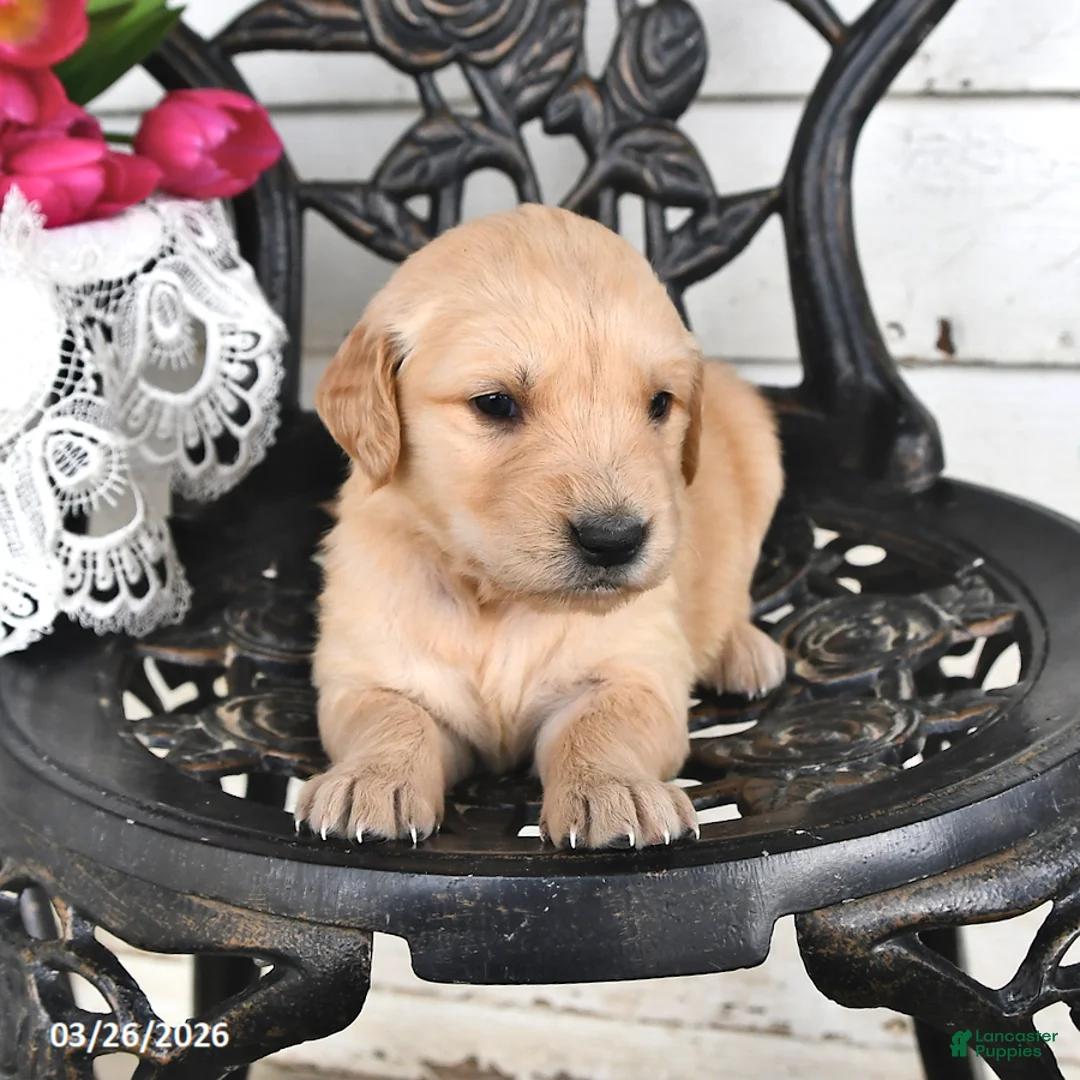 Golden Retriever dogs for sale: Marcy - Ad 1