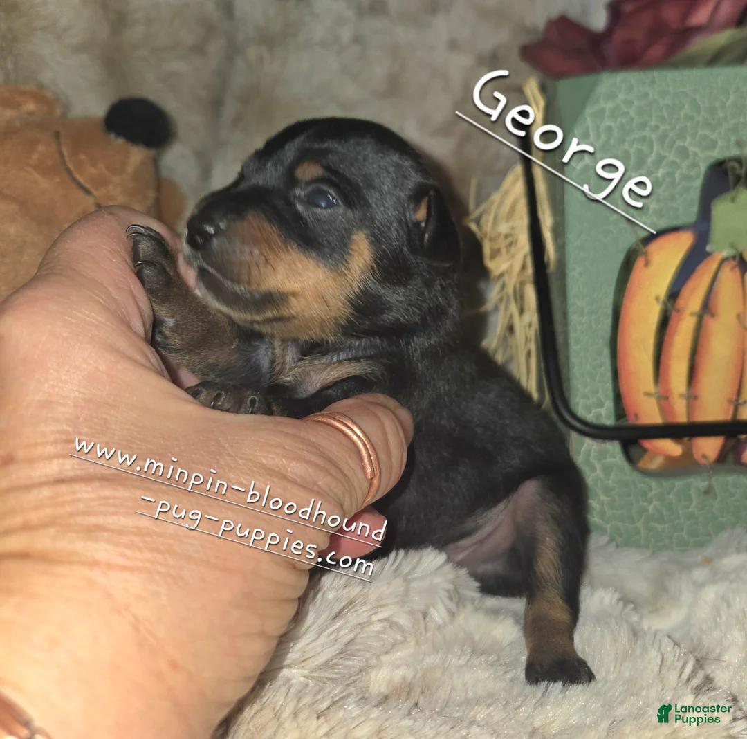 Miniature Pinscher dogs for sale: George  - Ad 2