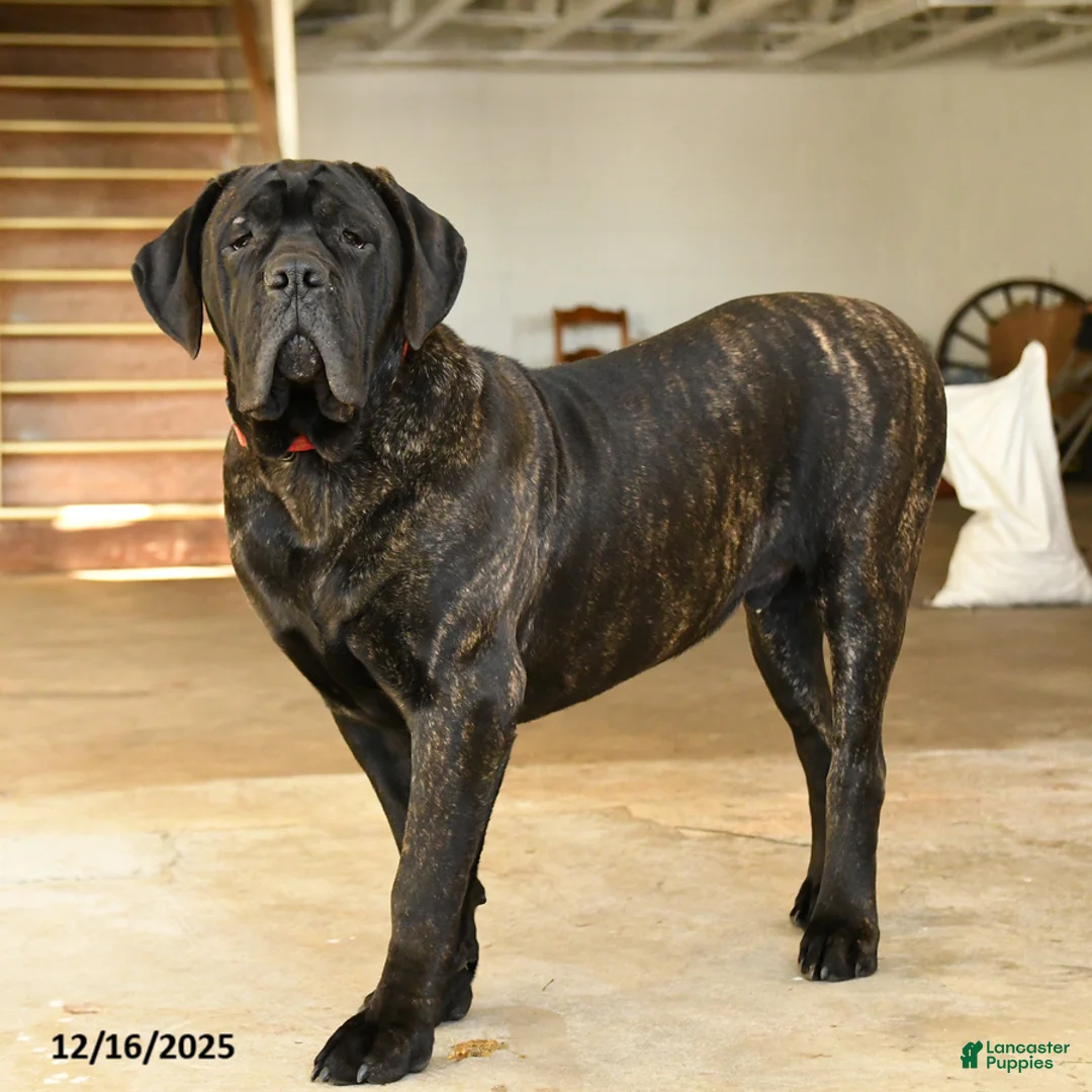 Cane Corso dogs for sale: Rockford - Ad 1