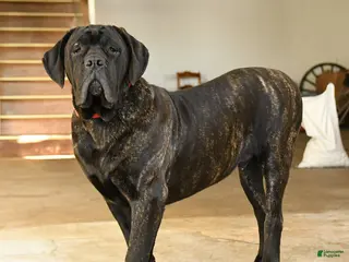 Cane Corso dogs Rockford - Ad 11