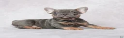 French Bulldog dogs for sale: Stella - Ad 3