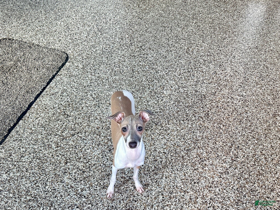Italian Greyhound dogs for sale: Italian Greyhound Puppy 2 - Ad 4