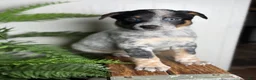 Australian Cattle Dog dogs for sale: Duke - Ad 2