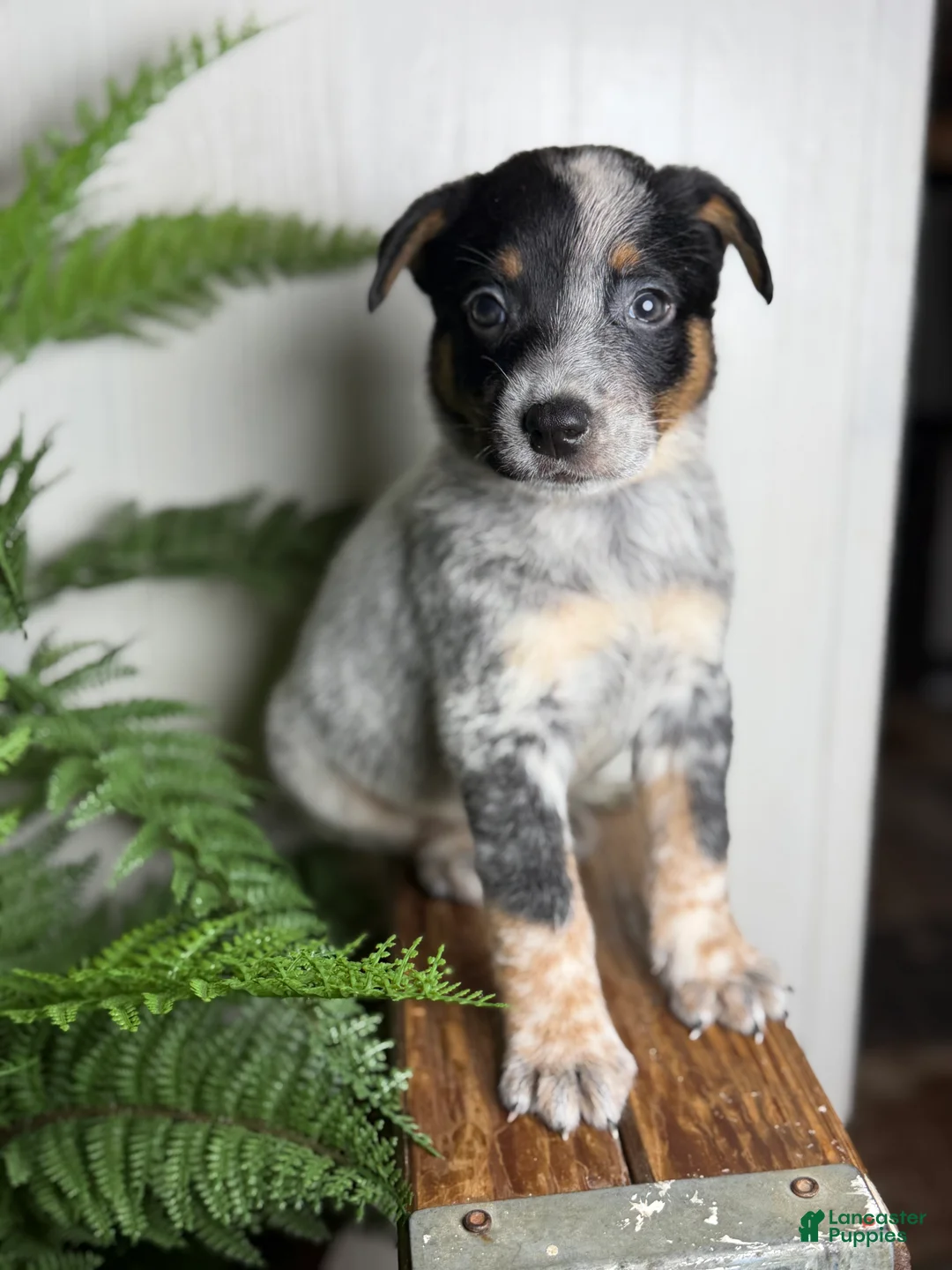 Australian Cattle Dog dogs for sale: Duke - Ad 2