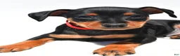 Miniature Pinscher dogs for sale: Bennett - Ad 5