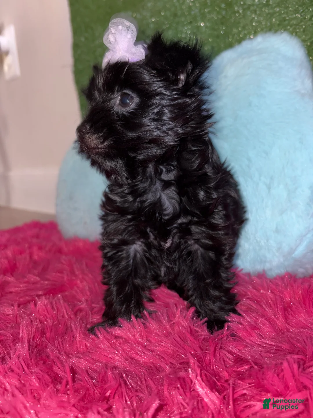 Yorkiepoo dogs for sale: Tulip 🌷  - Ad 2