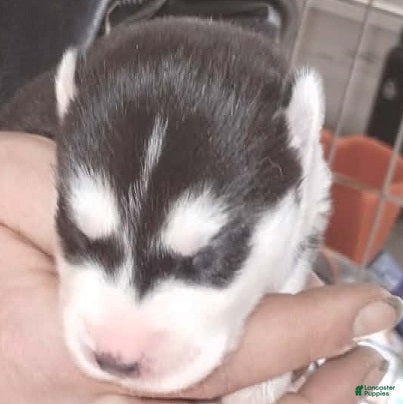 Siberian Husky dogs 5 Samwise - Ad 1