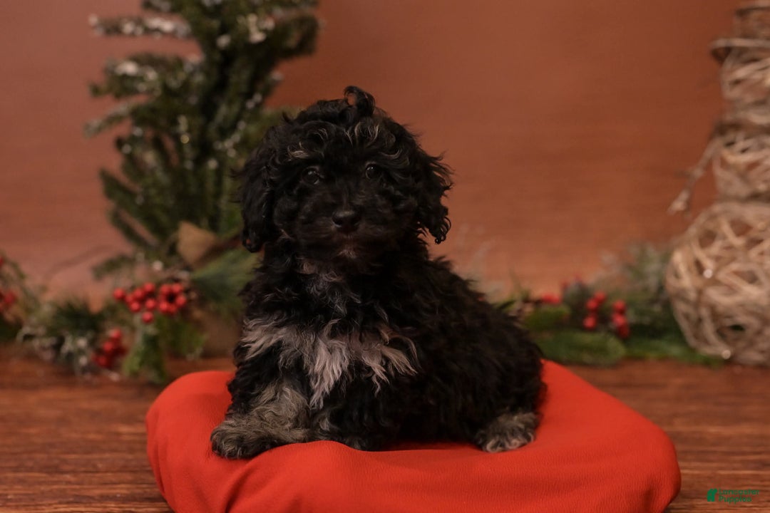 Bichpoo dogs for sale: Chap - Ad 1