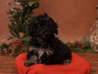 Bichpoo dogs for sale: Chap - Ad 2