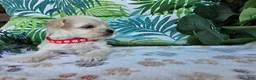 Maltipoo dogs for sale: Rosco - Ad 3