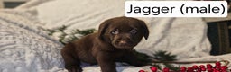 Labrador Retriever dogs for sale: Jagger - Ad 2