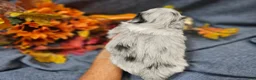 Maltipoo dogs for sale: Jazz - Ad 4