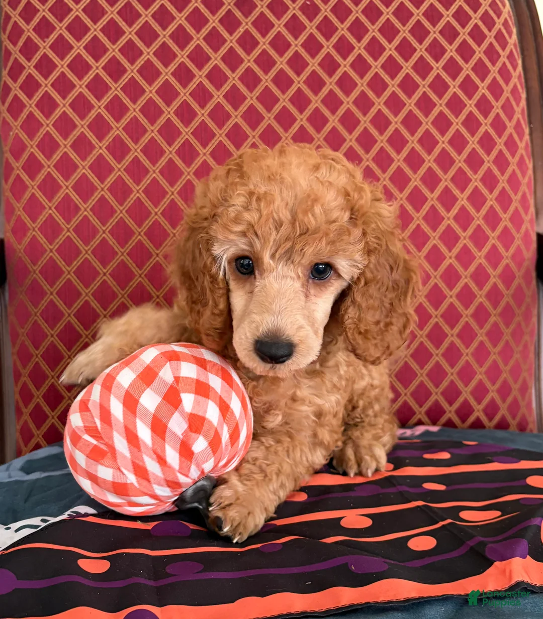 Miniature Poodle dogs for sale: Ralphie  - Ad 2