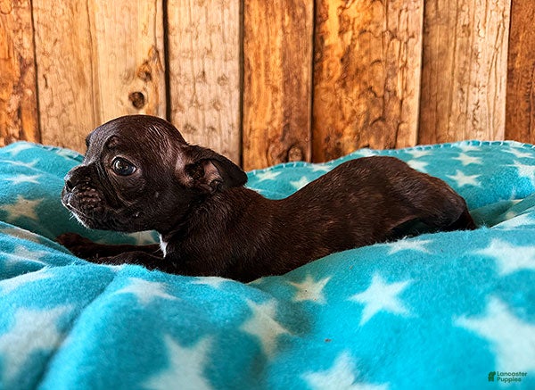 Frenchton dogs BlackBerry - Ad 2