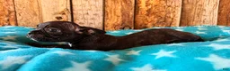 Frenchton dogs for sale: BlackBerry - Ad 2