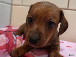 Miniature Dachshund dogs Miniature Dachshund Puppy 1 - Ad 6