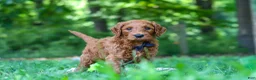 Goldendoodle dogs for sale: Evan - Ad 3