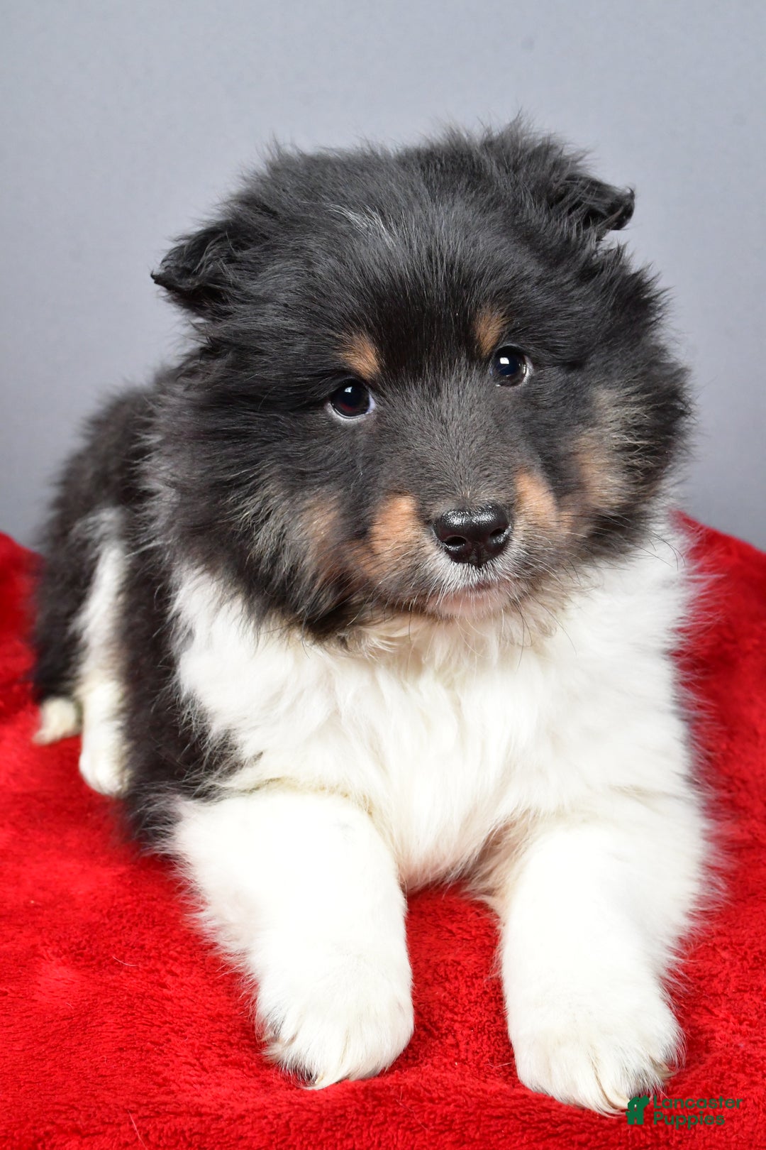 Shetland Sheepdog dogs for sale: Trixie - Ad 9