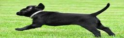 Labrador Retriever dogs for sale: Daisy - Ad 11