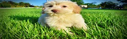 Havapoo dogs for sale: Daisy - Ad 10