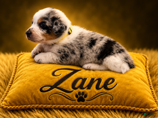 Australian Shepherd dogs Zane - Ad 12