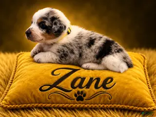 Australian Shepherd dogs Zane - Ad 12