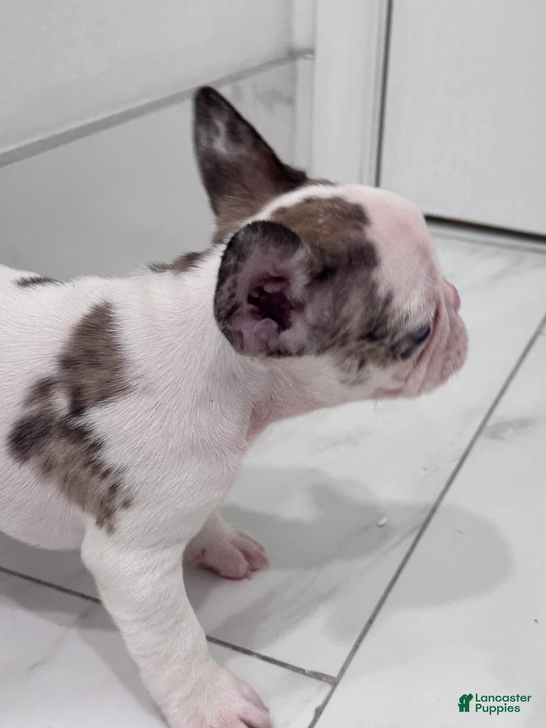 French Bulldog dogs for sale: French Bulldog Puppy 1 - Ad 7