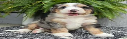 Mini Bernedoodle dogs for sale: Mini Zues - Ad 20