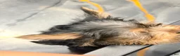 Yorkshire Terrier dogs for sale: Yorkshire Terrier 1 - Ad 2