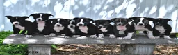Mixed Breed dogs for sale: Jasmine - Ad 3