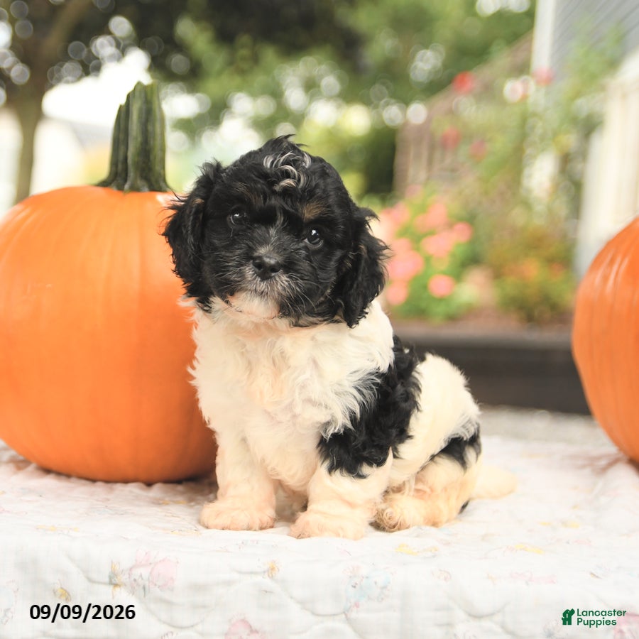 Cavapoo dogs Fern - Ad 1