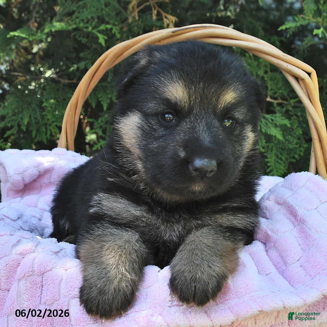 German Shepherd dogs for sale: Nova - Ad 2