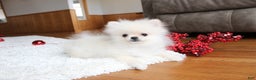 Pomeranian dogs for sale: Teacup Tony - Ad 2