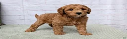 Mini Goldendoodle dogs for sale: Milo - Ad 3
