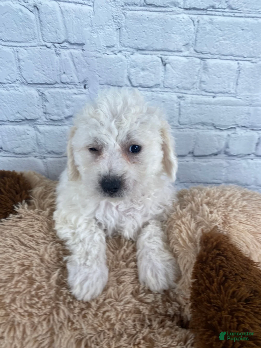 Bichon Frise dogs for sale: Harper - Ad 7