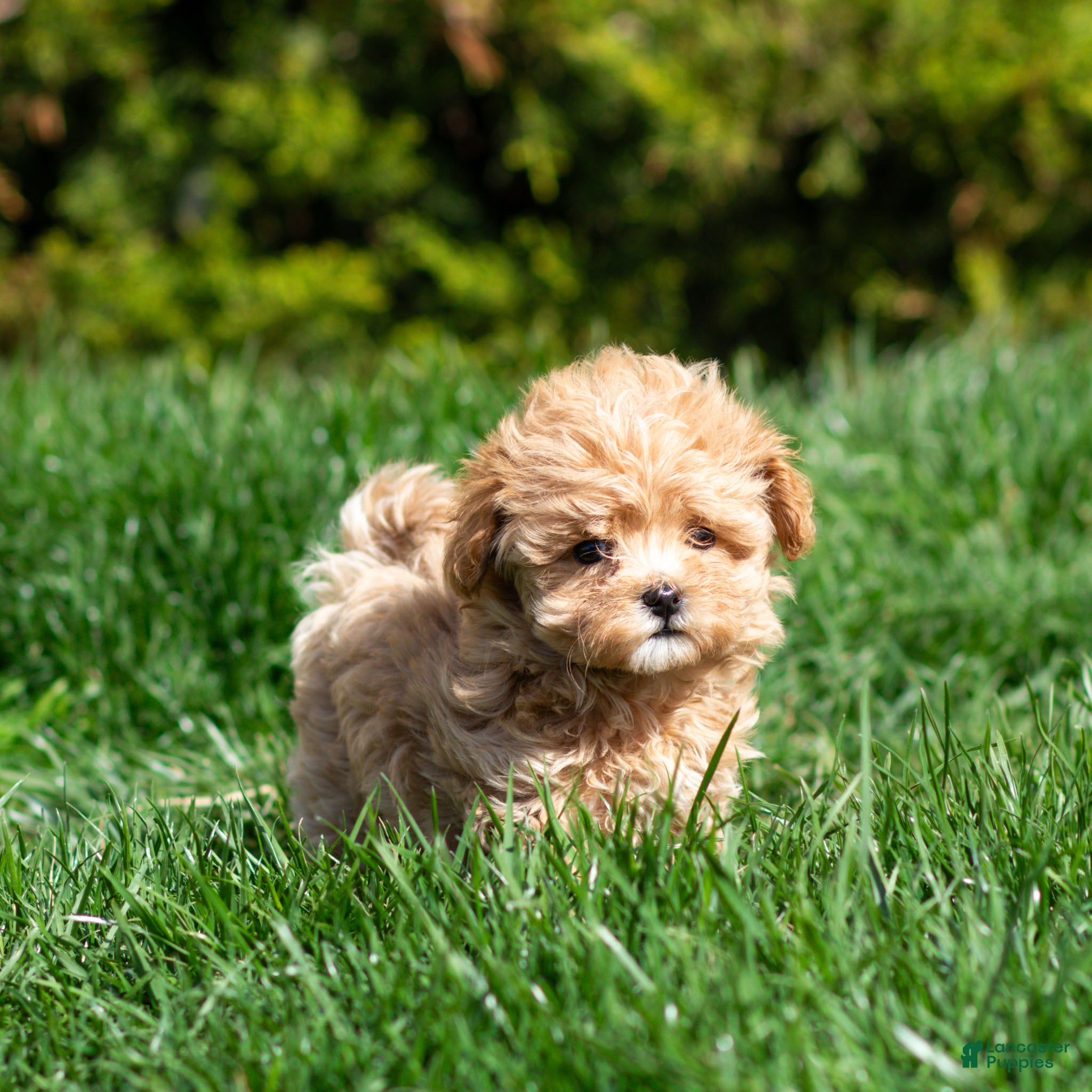 Maltipoo dogs Rose Maltipoo Puppy  - Ad 1