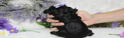 Toy Poodle dogs for sale: Pandora  - Ad 8
