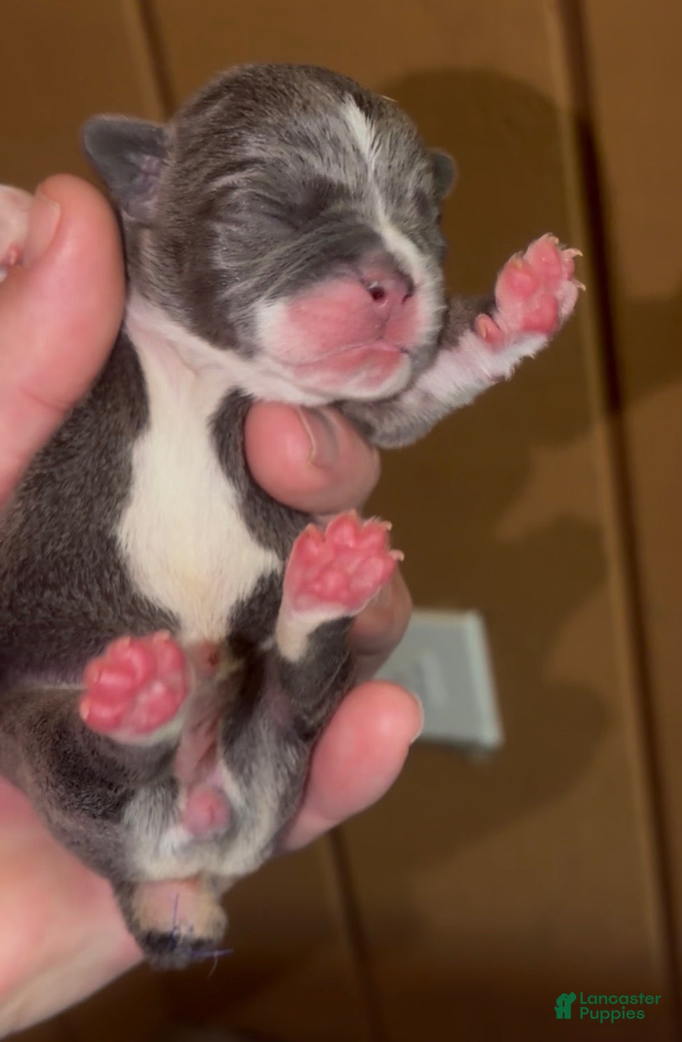 French Bulldog dogs for sale: Cowgirl_Female - Ad 2