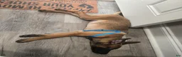Belgian Malinois dogs for sale: Belgian Malinois Puppy 3 (Boss Man) - Ad 4