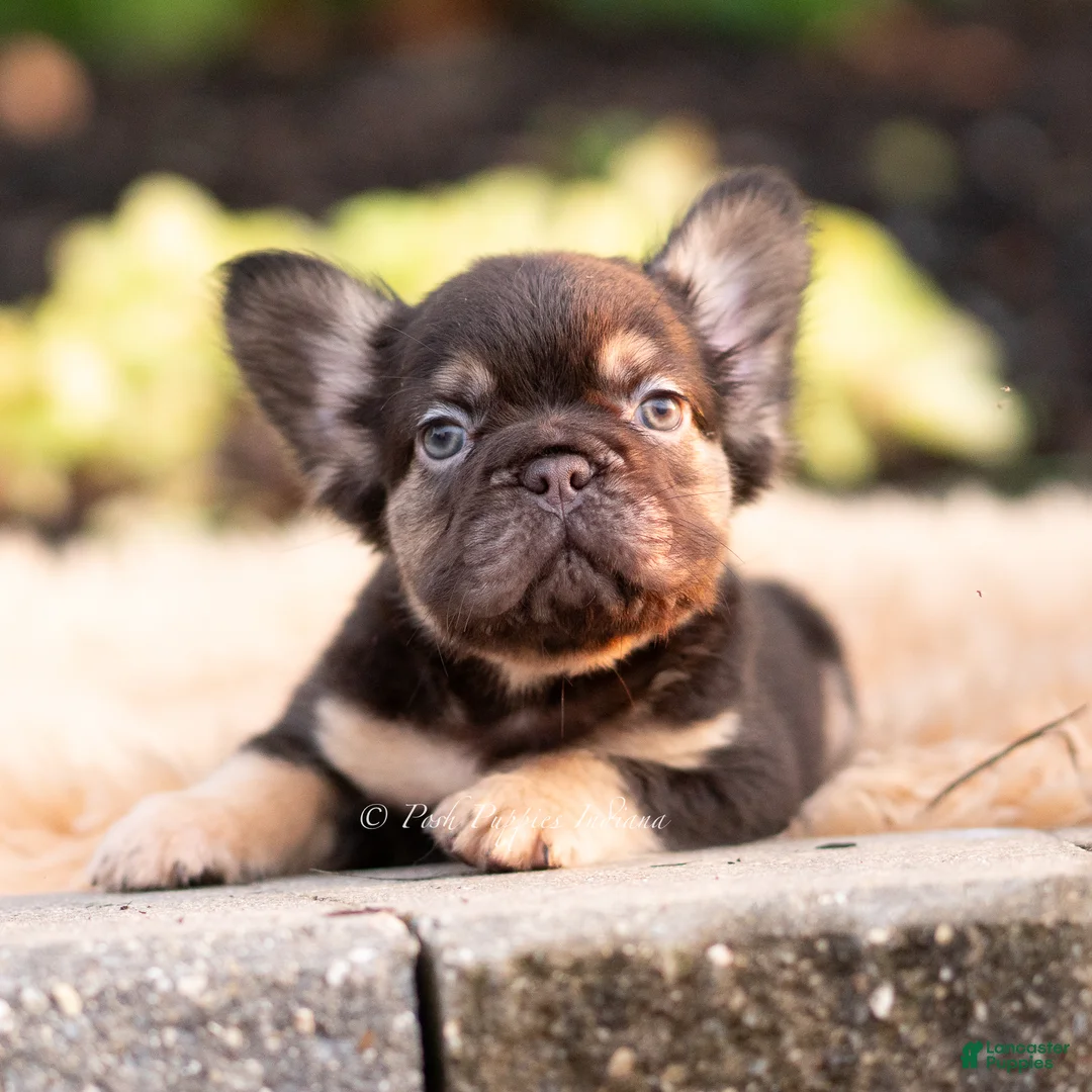 French Bulldog dogs for sale: Han solo - Ad 1