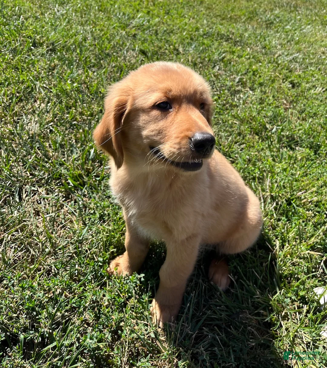 Golden Retriever dogs for sale: James - Ad 2
