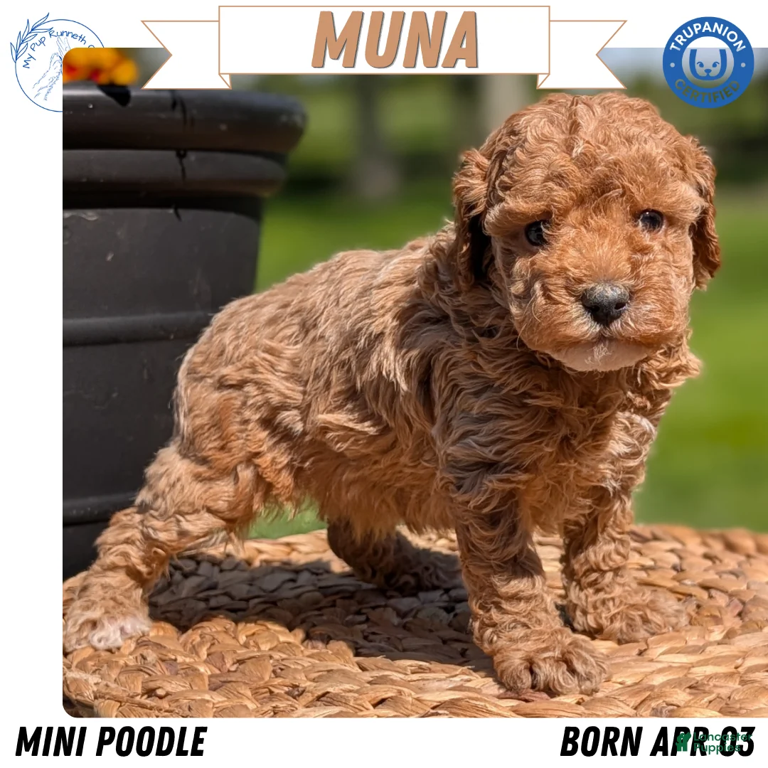 Miniature Poodle dogs for sale: Muna - Ad 1