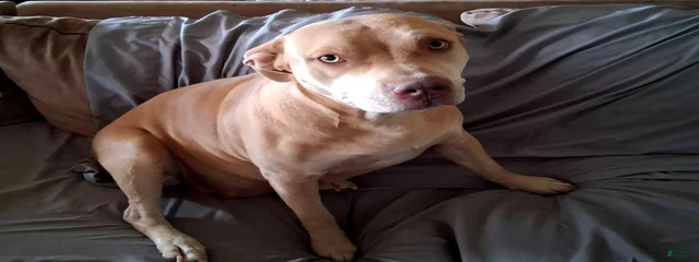 Cara