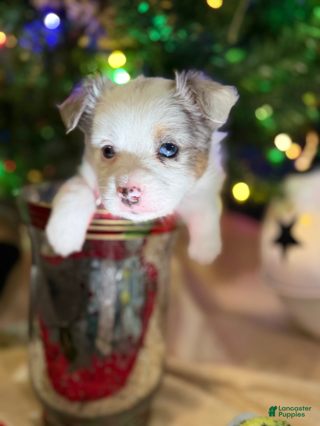 Miniature Australian Shepherd dogs for sale: PINK - Ad 6