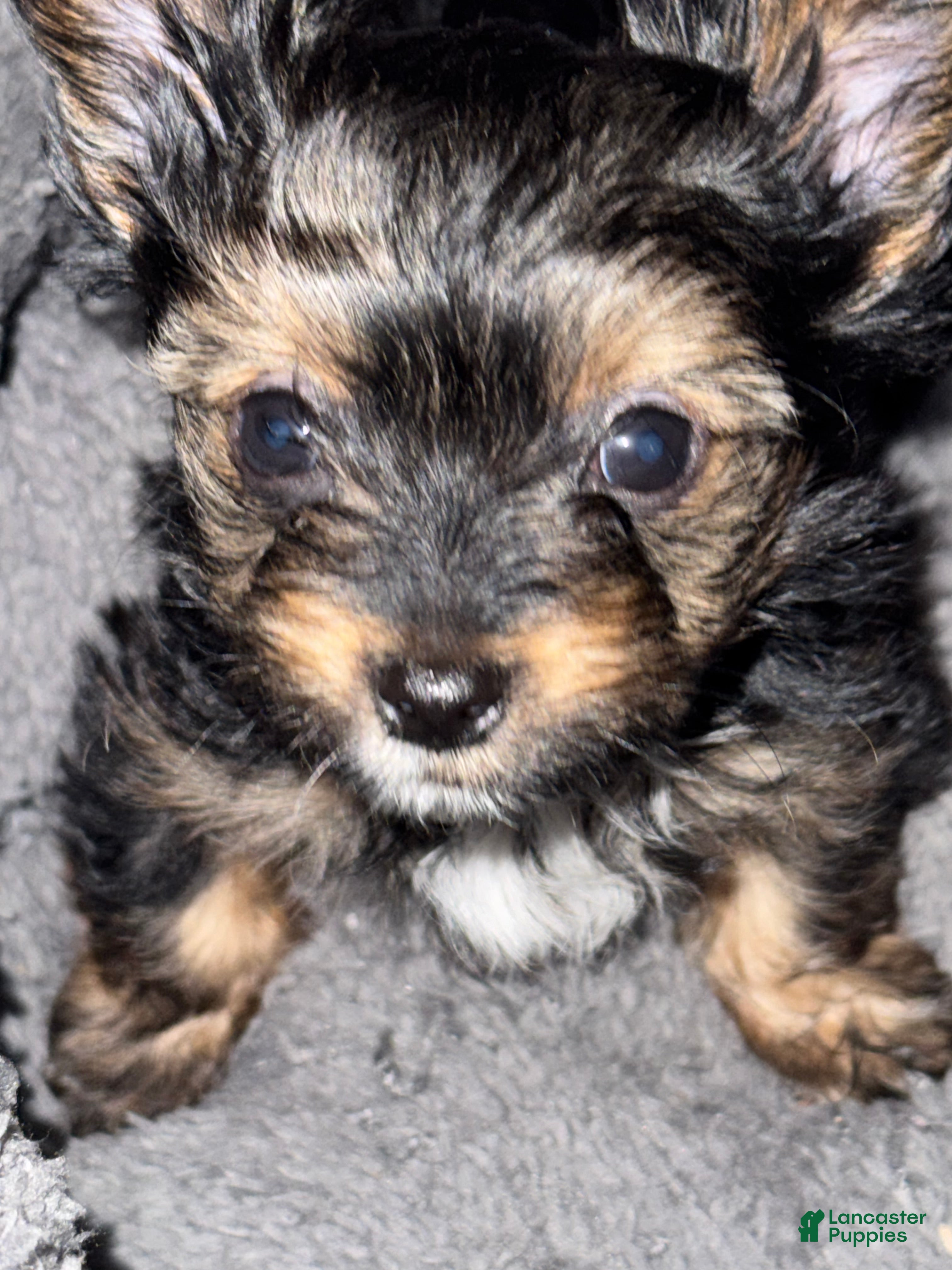 Yorkshire Terrier dogs Kyro - Ad 8