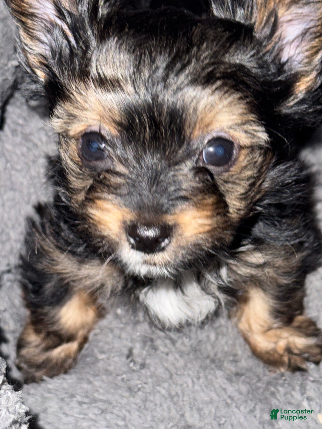 Yorkshire Terrier dogs for sale: Kyro - Ad 1