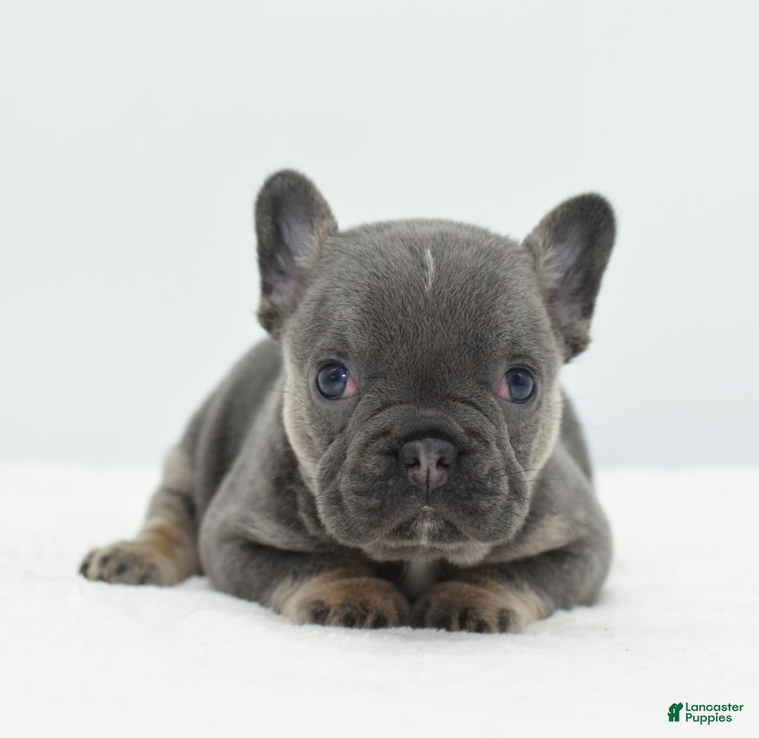 Mixed Breed dogs for sale: Queen lilac tricolor  - Ad 14