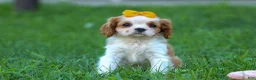 Cavalier King Charles Spaniel dogs for sale:  Nova🎀 - Ad 3