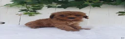 Cavapoo dogs for sale: Rose  - Ad 3